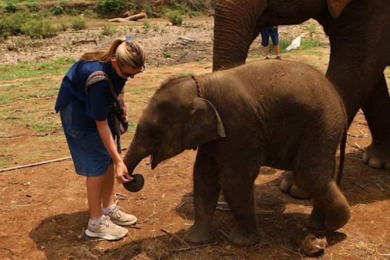 Chiang Mai: Full Day Living Green Elephant Sanctuary Chiangmai: Full Day Living Green Elephant Sanctuary