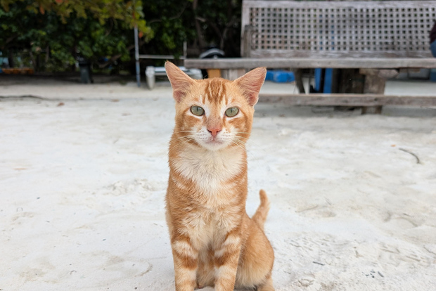 Malé: Visit a Local Cat Island with Guided Snorkeling