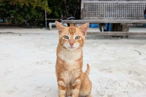 Male : visite d'une ile aux chats locale avec plongee avec tuba guidee