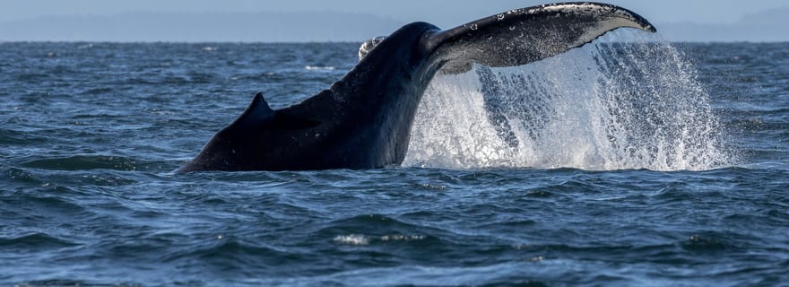 Observation privée des baleines à Nanaimo - Bateau ouvert