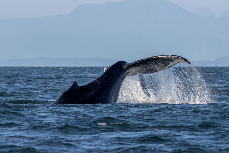 Nanaimo: Whale Watching Semi-Covered Boat Tour