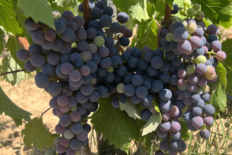 From medieval Evenos to Bandol wines : a taste of Provence Evenos - Bandol - La Ciotat - Cassis : PUBLIC