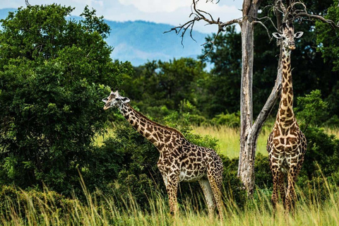 From Zanzibar: Mikumi Safari Day Trip with Flights and Lunch Mikumi Shared Safari without hotel transfer