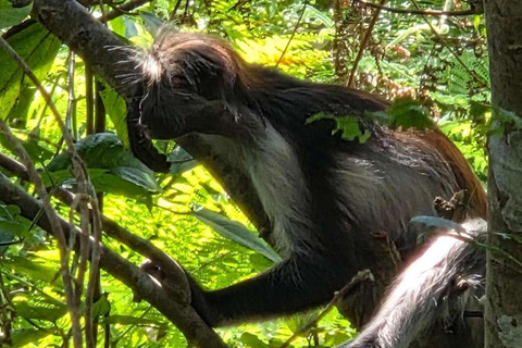Zanzibar: Spice Farm, Jozani Forest & Salaam Cave Tour Private tour without hotel transfer