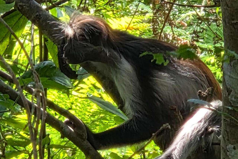 Zanzibar: Spice Farm, Jozani Forest & Salaam Cave Tour Private tour without hotel transfer