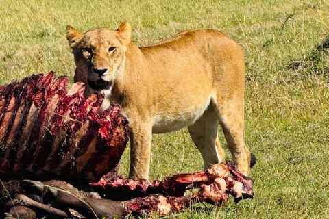 Nairobi National Park Half-Day Guided Safari (4–5 Hours) Nairobi National Park Half-Day Shared Guided Safari