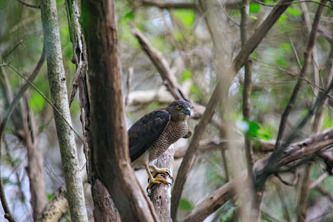 Sigiriya: Private Wilpattu National Park Safari Day Tour