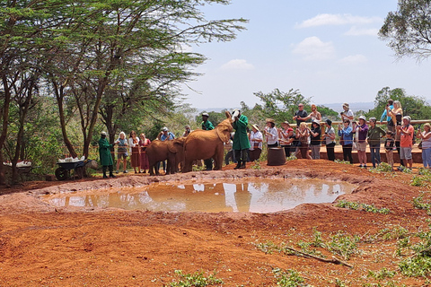 Nairobi: Orfanotrofio degli elefanti e delle giraffe David Sheldrick ...