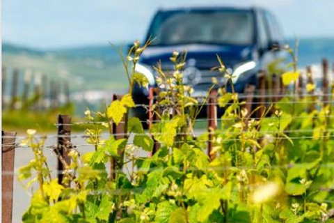 Aix-en-Provence: Rosé & Côtes de Provence Wine Tour
