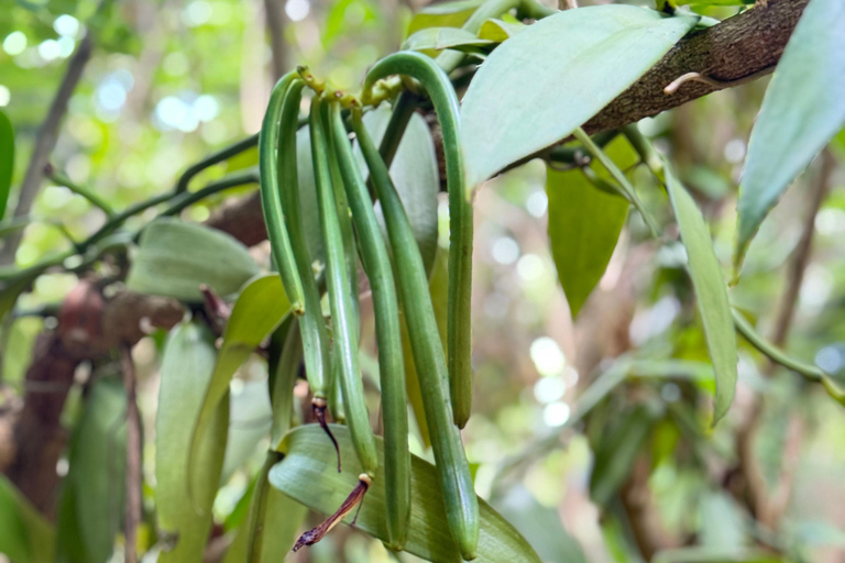 Zanzibar: Jozani-skogen, kryddgård, privat tur i Stenstaden