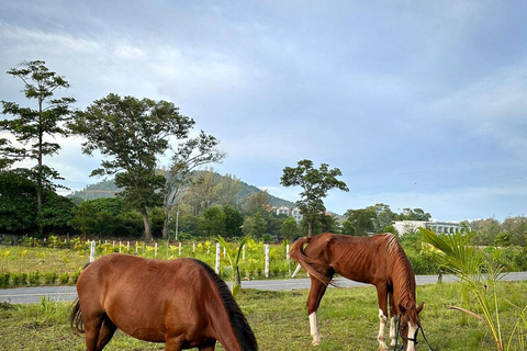 Aventura a caballo por la playa de PhuketEquitación 8:30