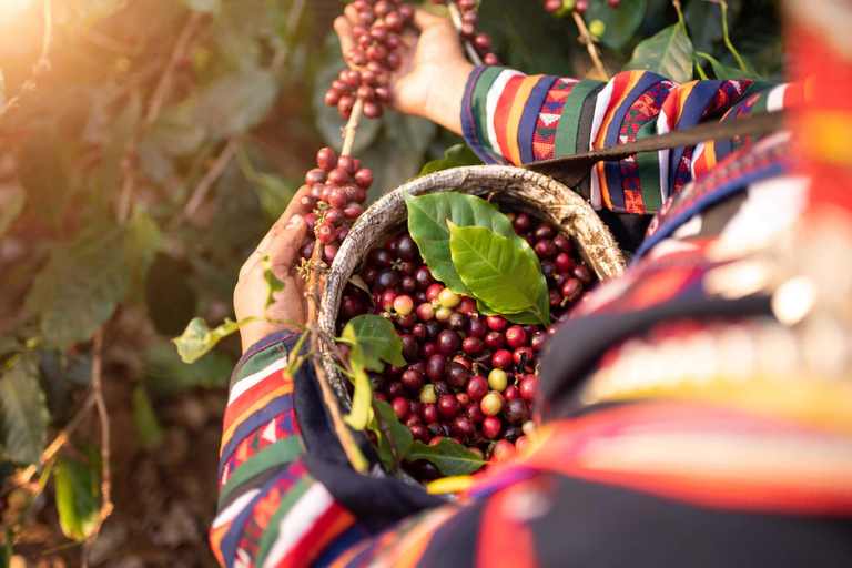 Medellín: Visita a uma fazenda de café com degustação e almoço