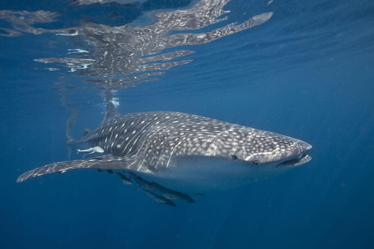 马斯喀特：观赏海豚、赏鲸和浮潜体验马斯喀特：海豚、赏鲸和浮潜体验