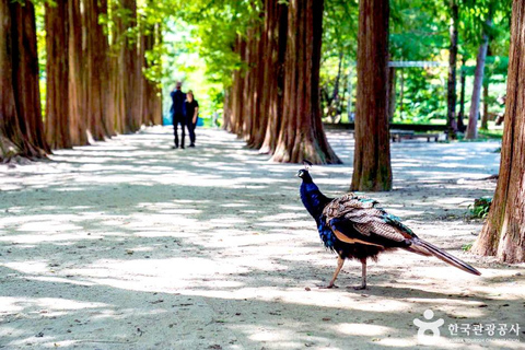From Seoul: Nami Island and Rail Bike Day Trip with Lunch