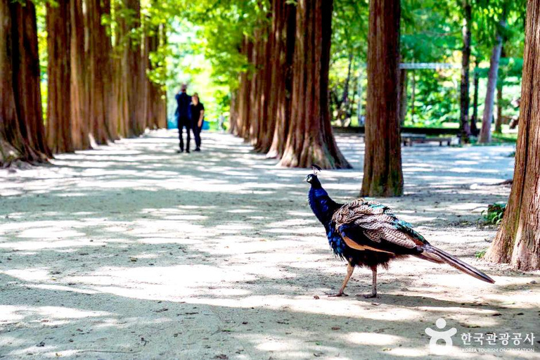 From Seoul: Nami Island and Rail Bike Day Trip with Lunch