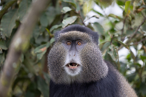 Kigali : randonnée de trois jours à la rencontre des primates dans le parc national des volcansParc national des volcans de Kigali : trek de 3 jours