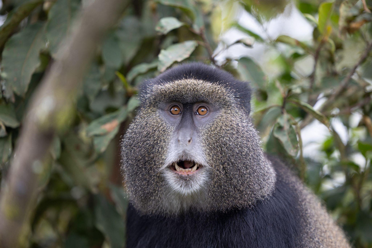 Kigali : randonnée de trois jours à la rencontre des primates dans le parc national des volcansParc national des volcans de Kigali : trek de 3 jours