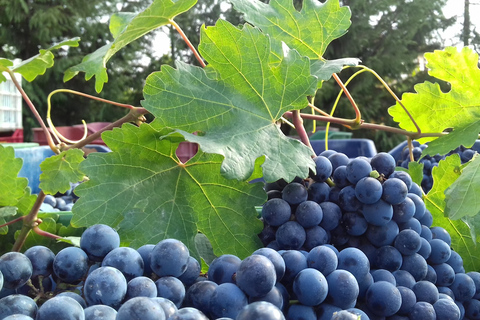 Creta: Azeitona, vinho e raki em uma viagem culinária saborosa