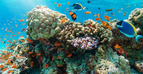 Nha Trang Half-Day Snorkeling Trip