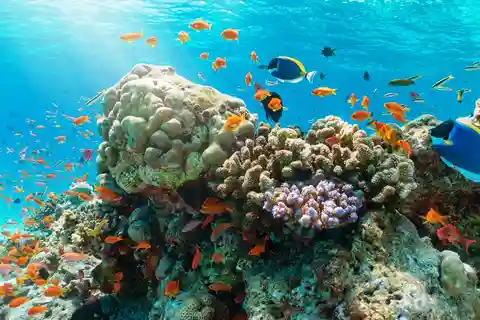 Nha Trang Half Day Snorkeling Trip