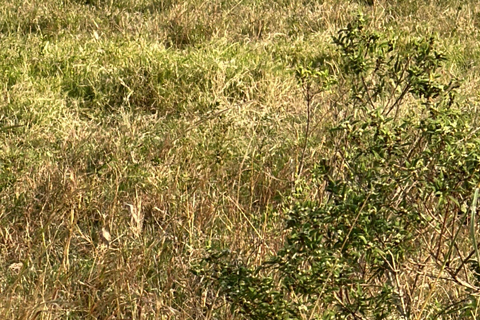 Depuis Nairobi : Excursion d&#039;une journée au parc national du lac Nakuru