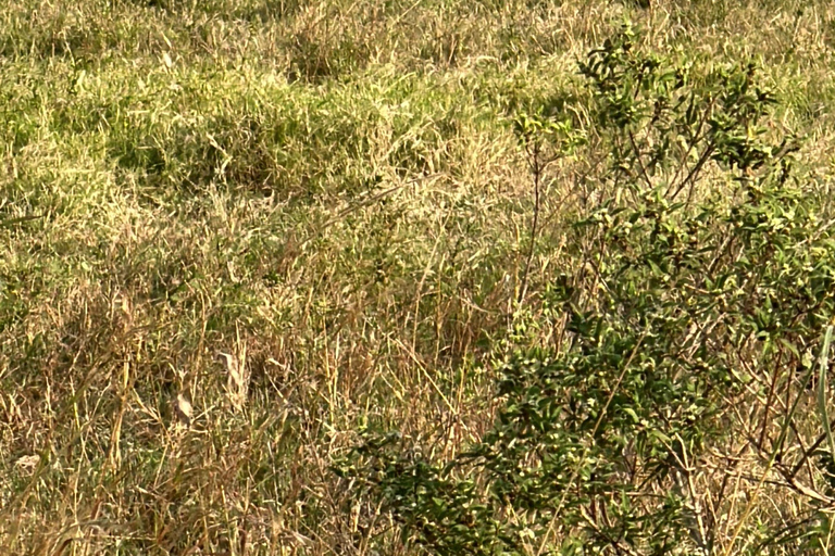 Depuis Nairobi : Excursion d&#039;une journée au parc national du lac Nakuru