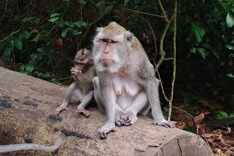 Bali: Amazing Waterfall, Monkey forest and Tample Tour