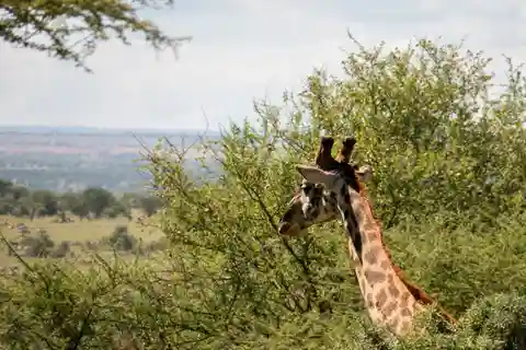 Amanecer en Daan Viljoen: Una excursión para descubrir la fauna
