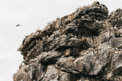 Dublin: Dublin Bay, Howth Coast and Ireland's Eye Boat Tour