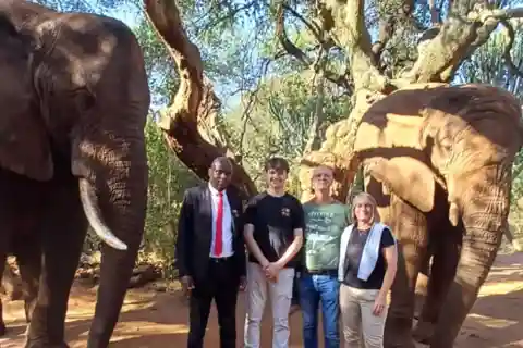 Johannesburg: 2hr Elephant Interaction