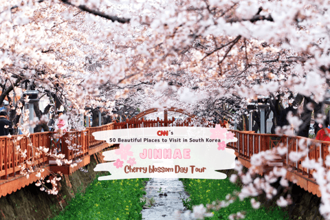 Seoul/Busan: Jinhae Cherry Blossom Festival Shuttle Bus From Seoul - Group Tour, meet at Dongdaemun (DDP)