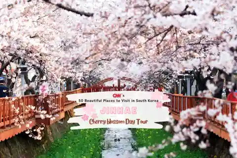 Séoul/Busan : excursion d'une journée au festival des cerisiers en fleurs de Jinhae