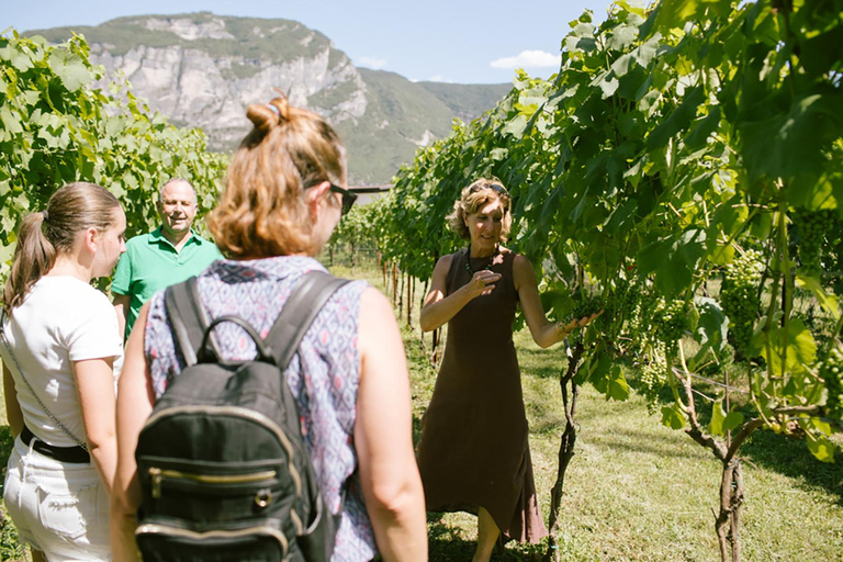 Mezzocorona: Teroldego Vineyard Tour and Wine Tasting Italian