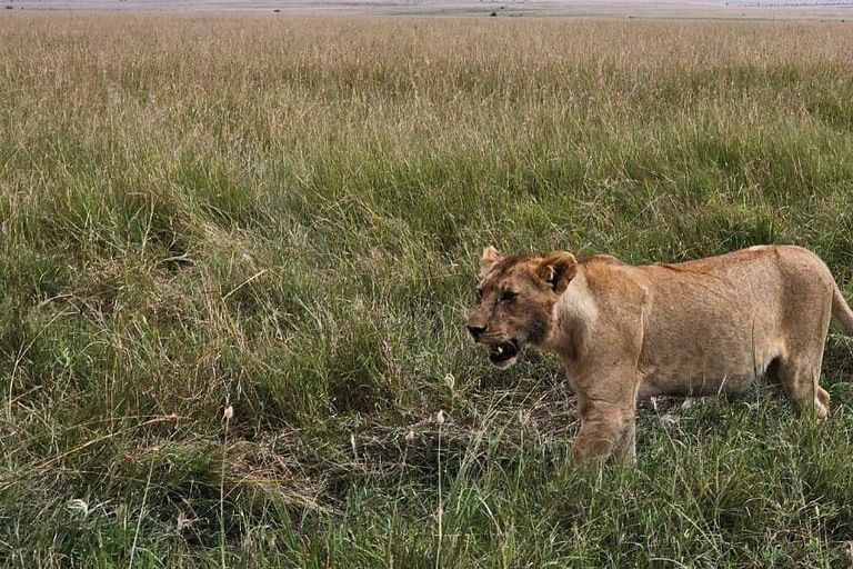 Nairobi National Park Scenic Wildlife-Packed Half-Day safari