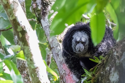 3 Daagse Jungle Tocht Expeditie Amazonia Ecuador Alles inbegrepen3-daagse Jungle Tour Expeditie Amazonia Ecuador Alles inbegrepen