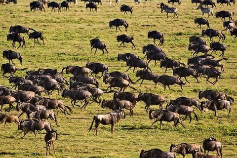 Increíble Safari de 8 Días en Tanzania por Tarangire y Serengeti