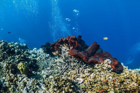 Lombok: Esnórquel privado en 4 puntos de las Gili con cámara GoPro