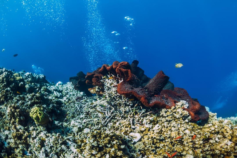 Lombok: Privates Schnorcheln an 4 Gili-Spots mit GoPro-Kamera