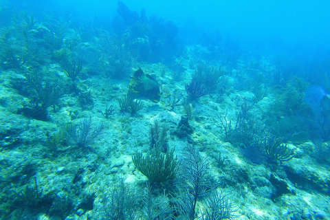 Southpoint Divers: Afternoon Reef Dive Trip