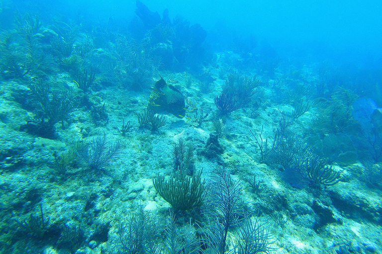 Southpoint Divers: Afternoon Reef Dive Trip