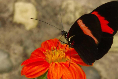 Mariposario Sierra Nevada Entry Ticket