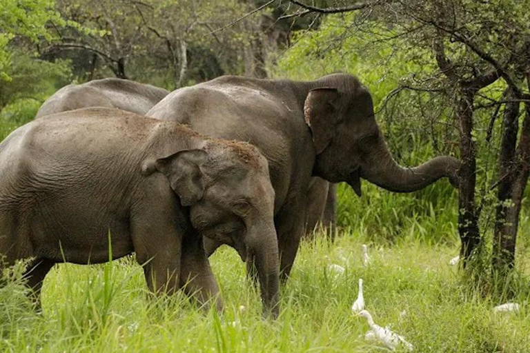 Sigiriya to Pasikudah Private Transfer via Minneriya Safari