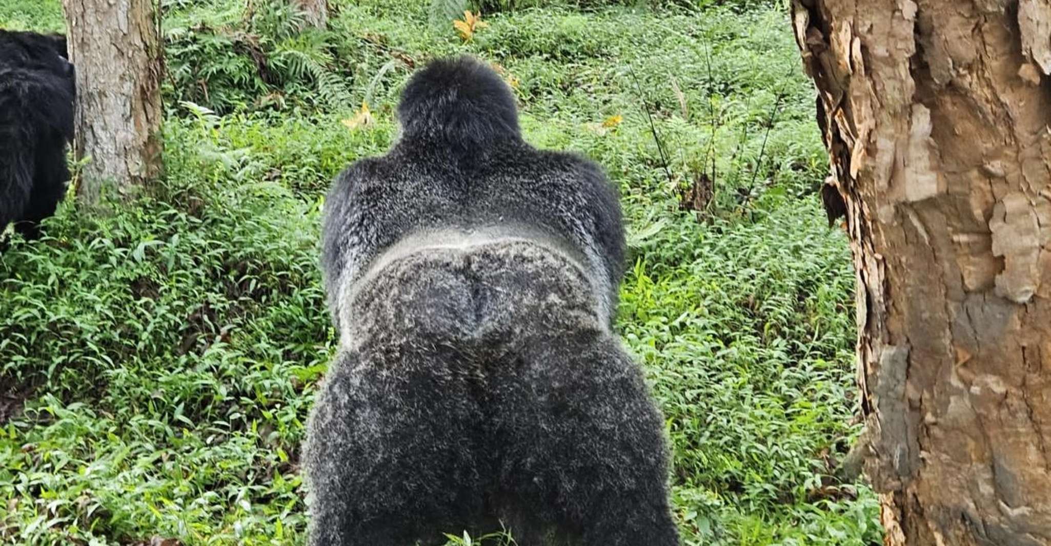 3-Tages Gorilla & Golden Monkeys erleben - Hizvo