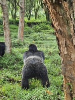 3-Tages Gorilla & Golden Monkeys erleben - Hizvo