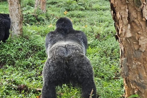 3-daagse gorillatrekking Via EntebbeBudgettour