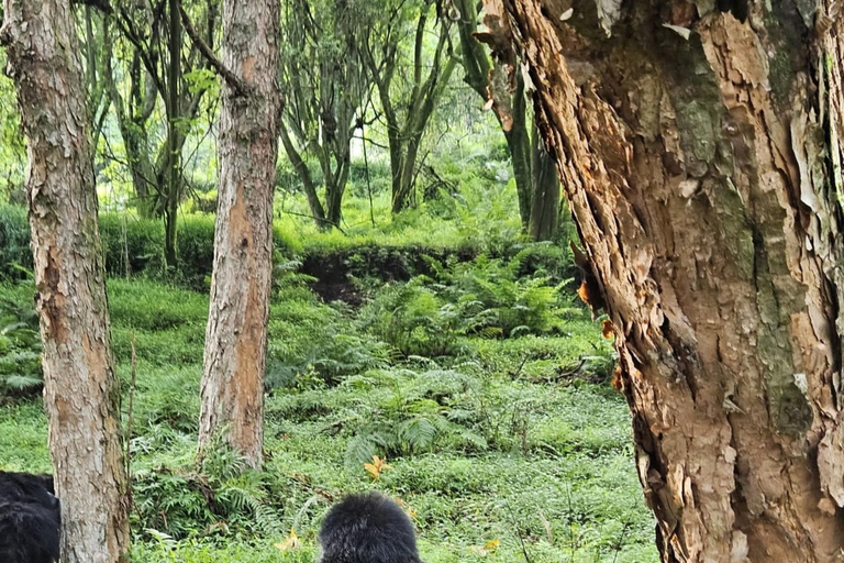 Experiência de 3 dias com gorilas e macacos douradosMédio