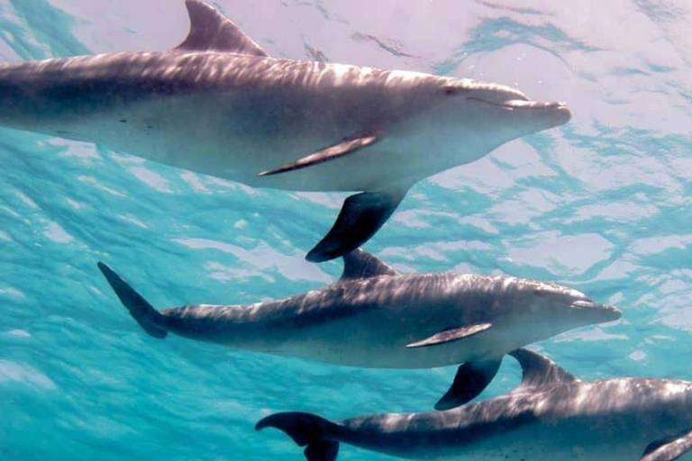 ZANZIBAR: Foresta di Jozani e snorkeling con i delfini a Mnemba con barbecueTOUR PRIVATO SENZA SERVIZIO DI PRELIEVO E RIENTRO IN HOTEL