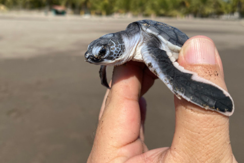 San Blas: Baby Turtle Release & Beach Day Trip