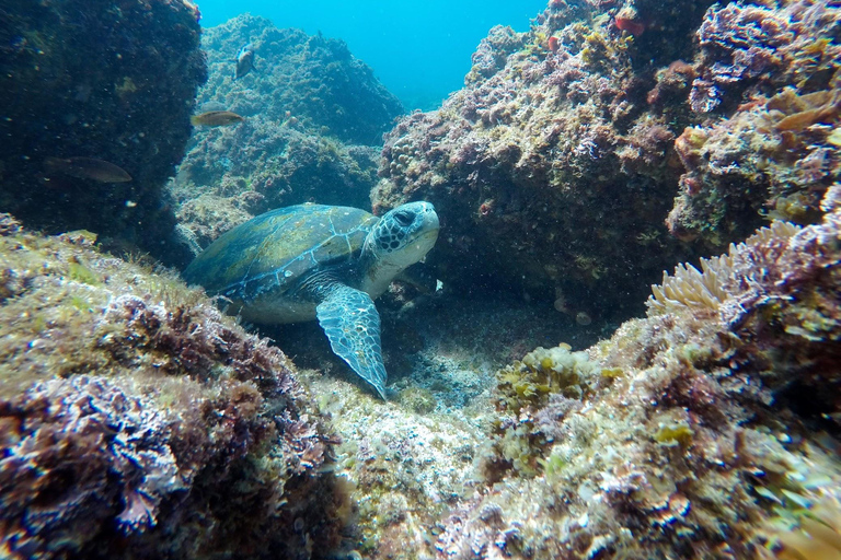 Fingal Head: Cook Island Sea Turtle Snorkel & Boat Transfers
