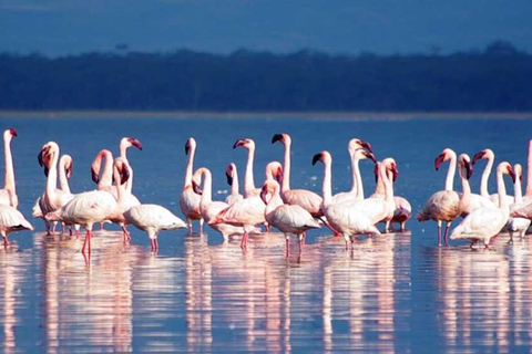 Vanuit Nairobi: Dagtocht naar de meren van Nakuru &amp; Naivasha Nationaal Park